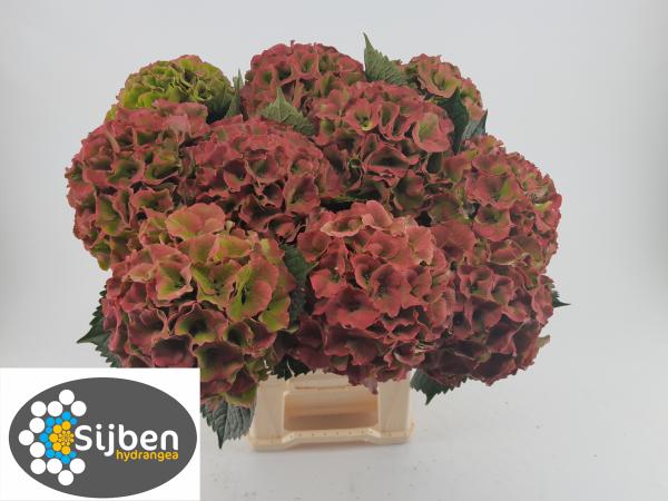 Vollsortiment Hortensie m. ROY PALACE CL